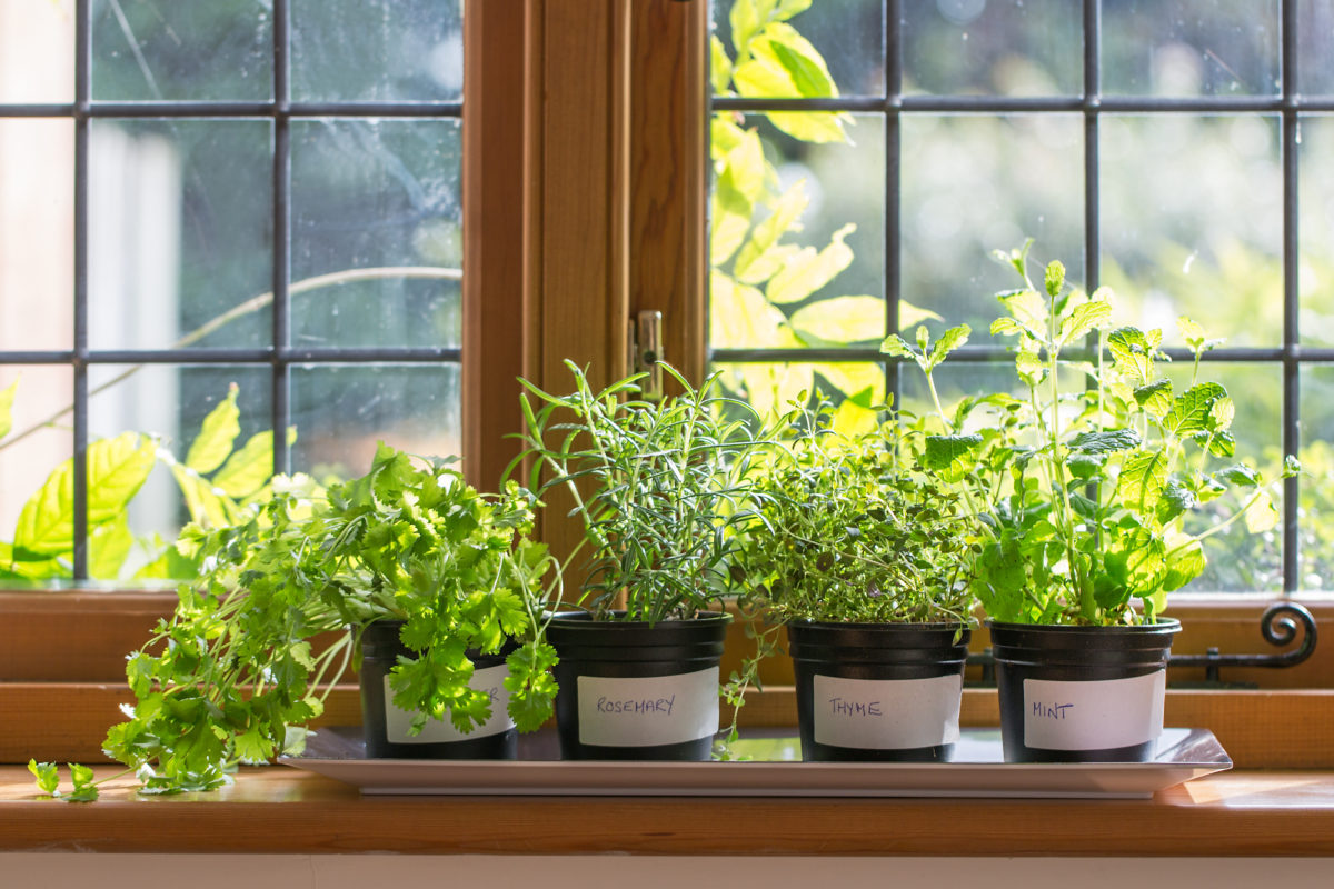 10 лучших пряностей и овощей, чтобы устроить сад на балконе