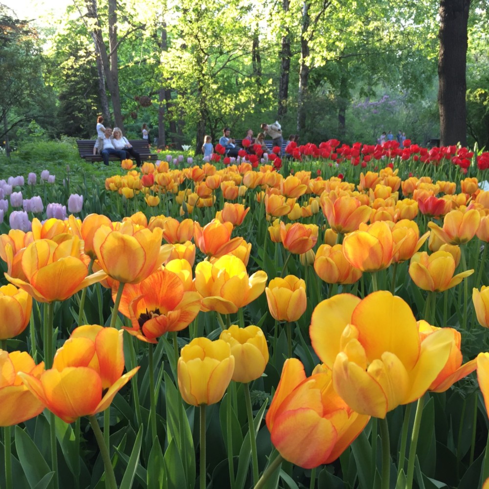 14 апреля стартует весенний фестиваль цветов