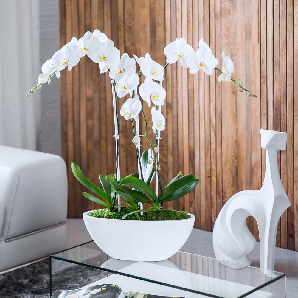 Орхидея в интерьере квартиры. Орхидеи в интерьере квартиры — фото и примеры